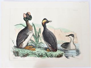 P J Selby, Hand-Colored Engraving, Horned Grebe