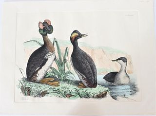 P J Selby, Hand-Colored Engraving, Horned Grebe 19