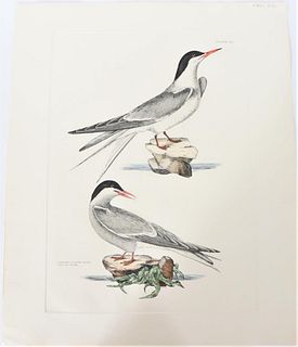 P J Selby, Hand-Colored Engraving, Terns 19th C.
