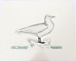 P J Selby, Hand-Colored Engraving, Ivory Gull