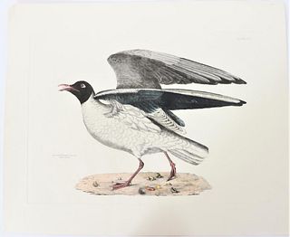 P J Selby, Hand-Colored Engraving, Black-Headed
