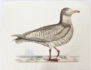 P J Selby, Hand-Colored Engraving, Iceland Gull
