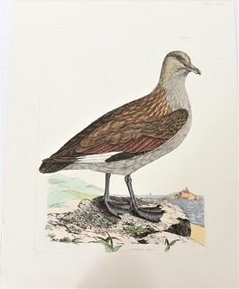 P J Selby, Hand-Colored Engraving, Common Skua