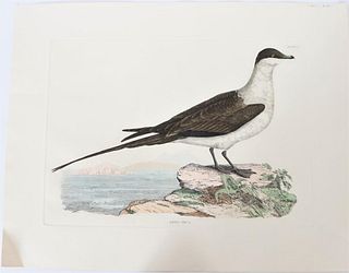 P J Selby, Hand-Colored Engraving, Artic Skua