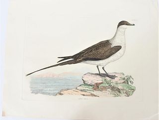 Selby, Hand-Colored Engraving, Artic Skua 19th C