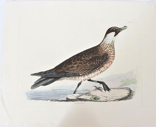 Selby, Hand-Colored Engraving, Pomarine Skua 19th