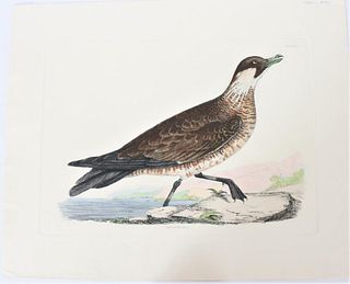 Selby, Hand-Colored Engraving, Pomarine Skua 19th