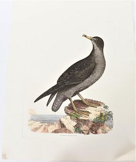 Selby, Hand-Colored Engraving Cinereous Shearwater