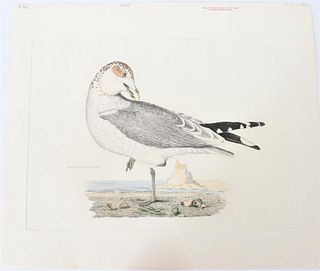 Selby, Hand-Colored Engraving, Common Skua 19th C