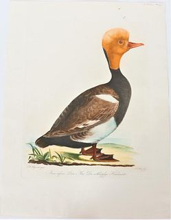 Hergenroeder, German Bird Plate, 19th C.