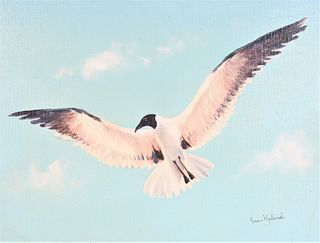 Fran Hyland, Seagull Oil on Canvas