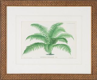 Vintage Botanical Print