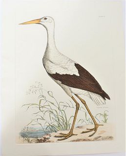 P J Selby, Hand-Colored Engraving, White Stork