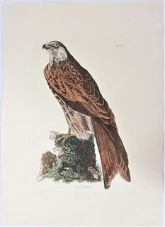 Selby, Hand-Colored Engraving, Kite or Glead 19thC