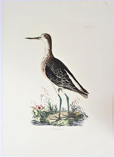 Selby, Hand-Colored Engraving, Greenshank 19thC