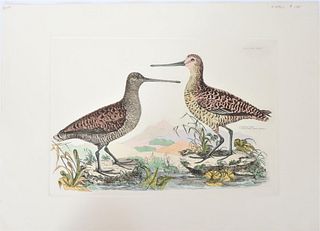 P J Selby, Hand-Colored Engraving, Snipes 19th C.