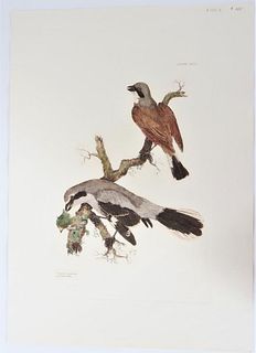P J Selby, Hand-Colored Engraving, Shrike 19th C.