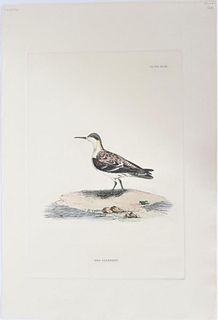 P J Selby, Hand-Colored Engraving, Red Lobefoot 19