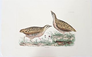 R Mitford, Hand-Colored Engraving, Common Crake 19