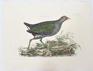 R Mitford, Hand-Colored Engraving, Common Gallinul