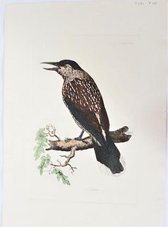 P J Selby, Hand-Colored Engraving, Nutcracker 19th