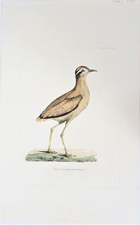 Selby, Hand-Colored Engraving, Swiftfoot 19th C.
