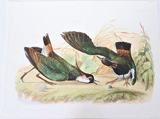 P J Selby, Hand-Colored Engraving, Green Lapwing