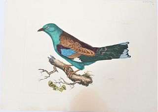P J Selby, Hand-Colored Engraving, Roller 19th C.