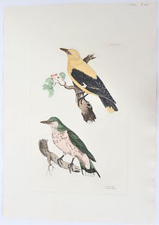 P J Selby, Hand-Colored Engraving, Oriole 19th C.