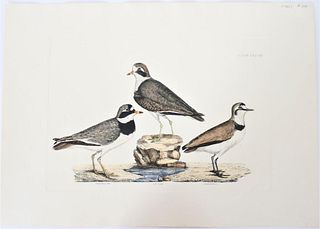 P J Selby, Hand-Colored Engraving, Plover 19th C.