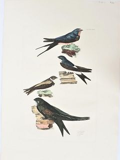 P J Selby, Hand- Colored Engraving, Swallow