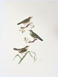 P J Selby, Hand-Colored Engraving, Warblers