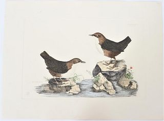P J Selby, Hand-Colored Engraving, Dipper 19th C.