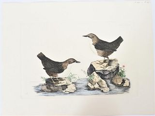 P J Selby, Hand-Colored Engraving, Dipper 19th C.