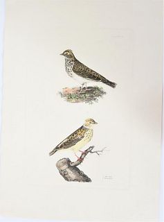 P J Selby, Hand-Colored Engraving, Sky Lark