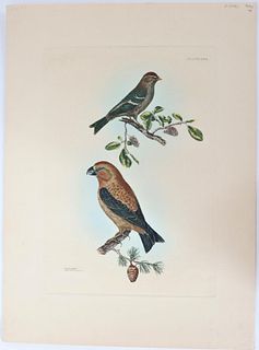 P J Selby, Hand-Colored Engraving, Parrot