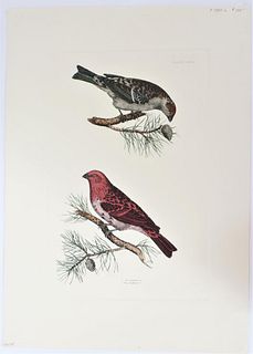 P J Selby, Hand-Colored Engraving, Pine Bullfinch