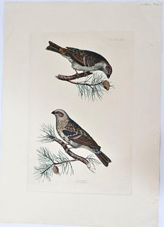 P J Selby, Hand-Colored Engraving, Pine Bullfinch