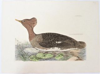 P J Selby, Hand-Colored Engraving, Hooded Merganse