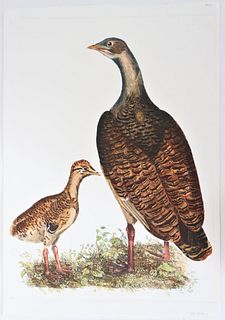 P J Selby, Hand-Colored Engraving, Goose