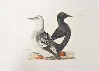 P J Selby, Hand-Colored Engraving, Black Guillemot