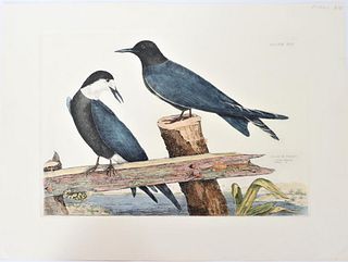 P J Selby, Hand Colored Engraving, Black Tern