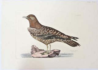 P J Selby, Hand-Colored Engraving, Arctic Skua