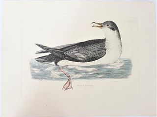 P J Selby, Hand-Colored Engraving, Mank’s Petrel