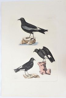 P J Selby, Hand-Colored Engraving, Leach’s Petrel
