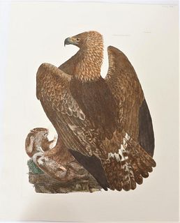 P J Selby, Hand-Colored Engraving, Golden Eagle