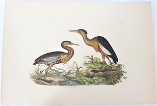 P J Selby, Hand-Colored Engraving, Little Bittern