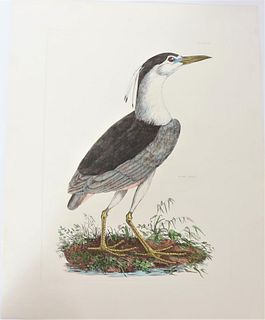 P J Selby, Hand-Colored Engraving, Night Heron 190