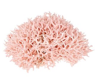 Large Birdsnest Coral Specimen