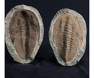 MATCHED SET OF MOROCCAN TRILOBITE FOSSILS